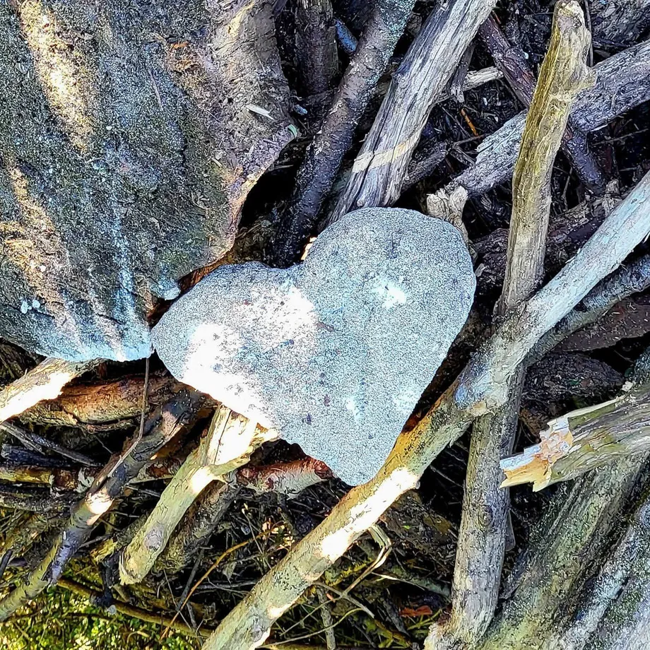 Herzförmiger Stein, eingebettet im Geäst